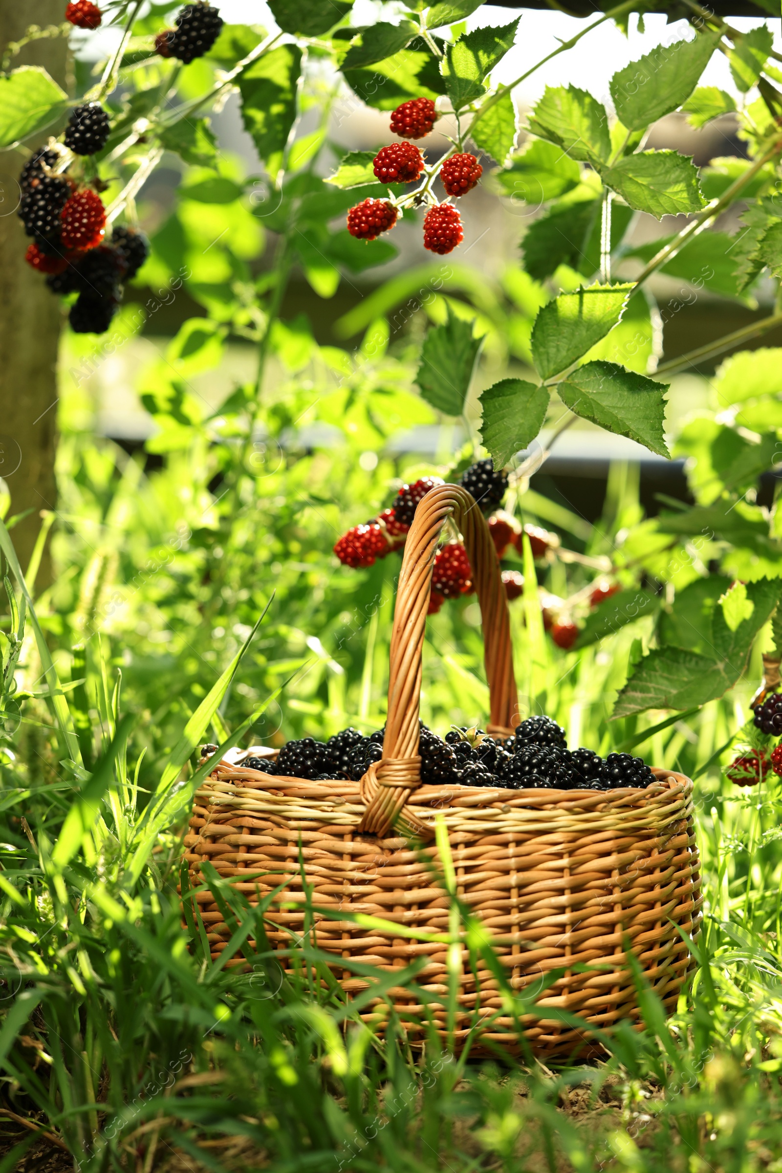 Photo of Wicker basket with ripe blackberries on green grass outdoors