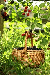 Photo of Wicker basket with ripe blackberries on green grass outdoors