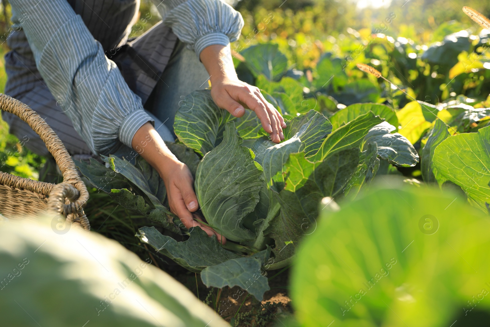 Photo of Woman harvesting fresh ripe cabbages on farm, closeup