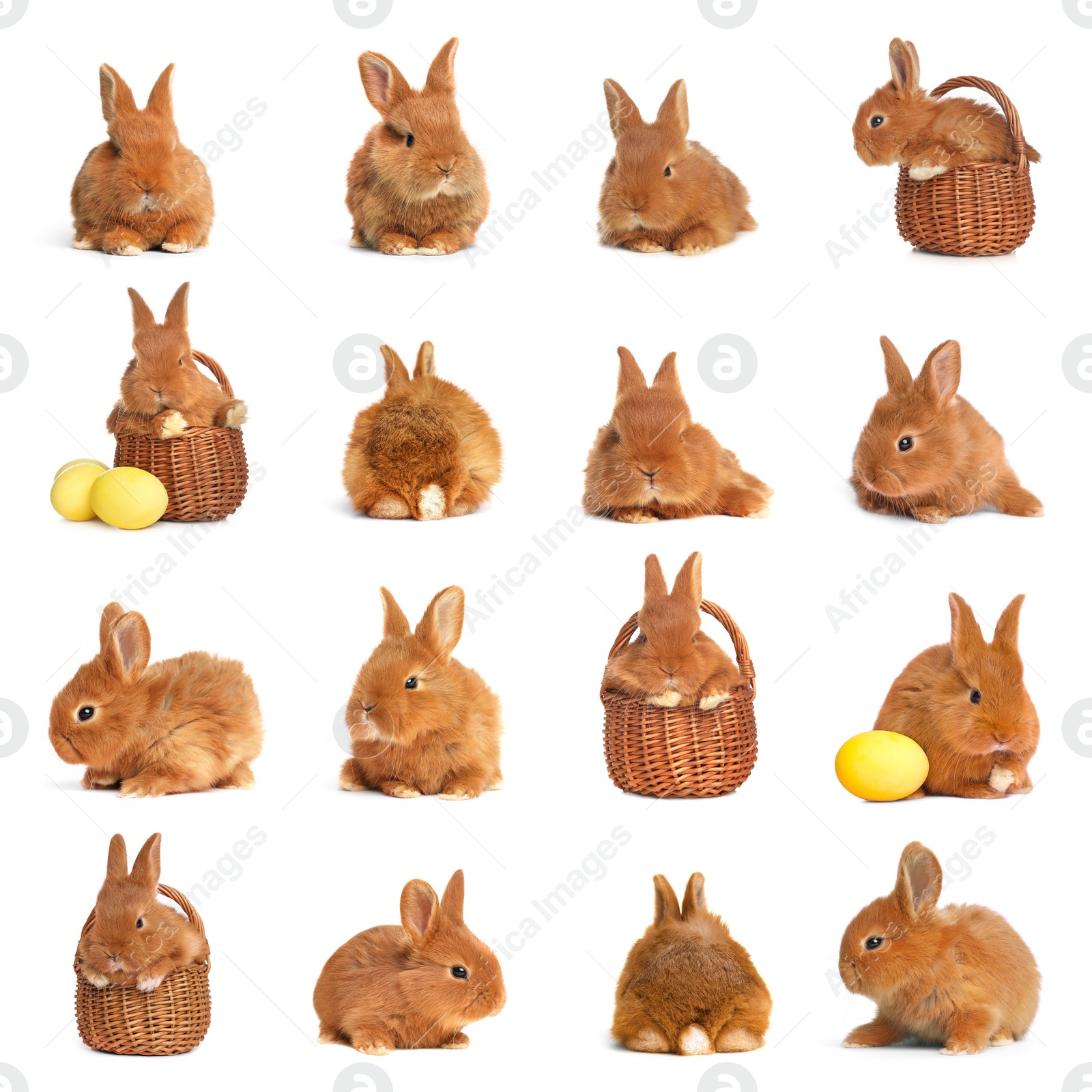 Image of Collage with adorable fluffy Easter bunnies on white background