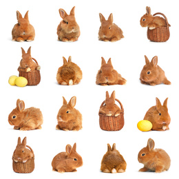 Image of Collage with adorable fluffy Easter bunnies on white background