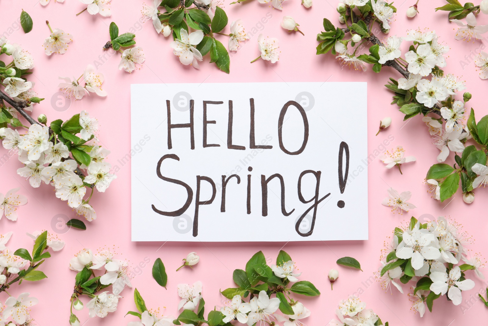 Photo of Beautiful flowers and Hello Spring card on pink background, flat lay