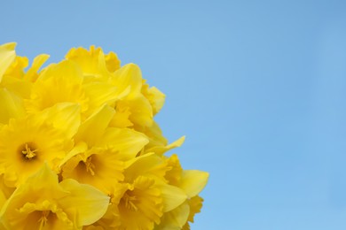 Beautiful daffodils on blue background, space for text. Fresh spring flowers