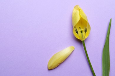 Photo of Yellow tulip on violet background, flat lay and space for text. Menopause concept