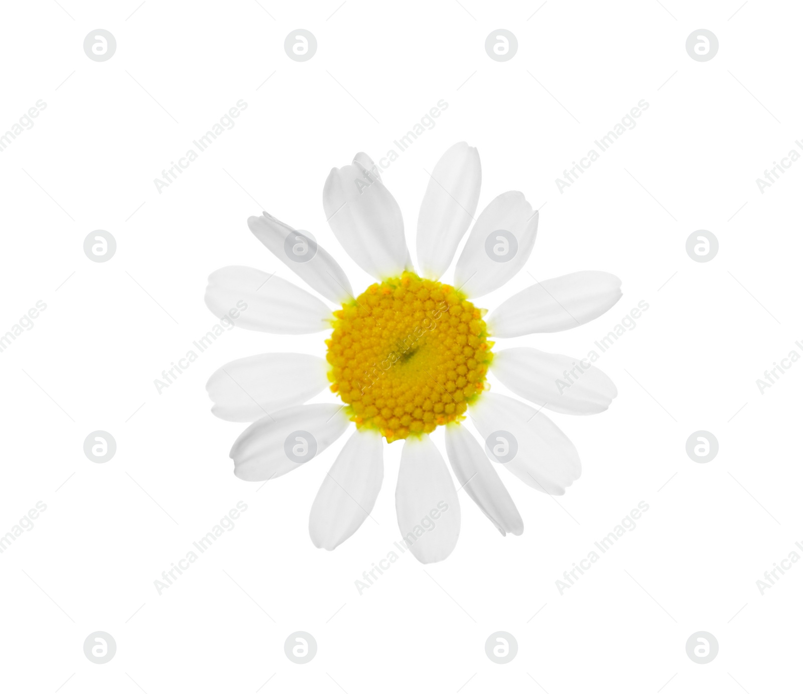 Photo of Blooming chamomile isolated on white. Beautiful flower