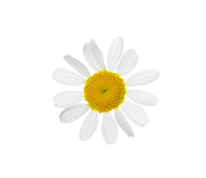 Blooming chamomile isolated on white. Beautiful flower