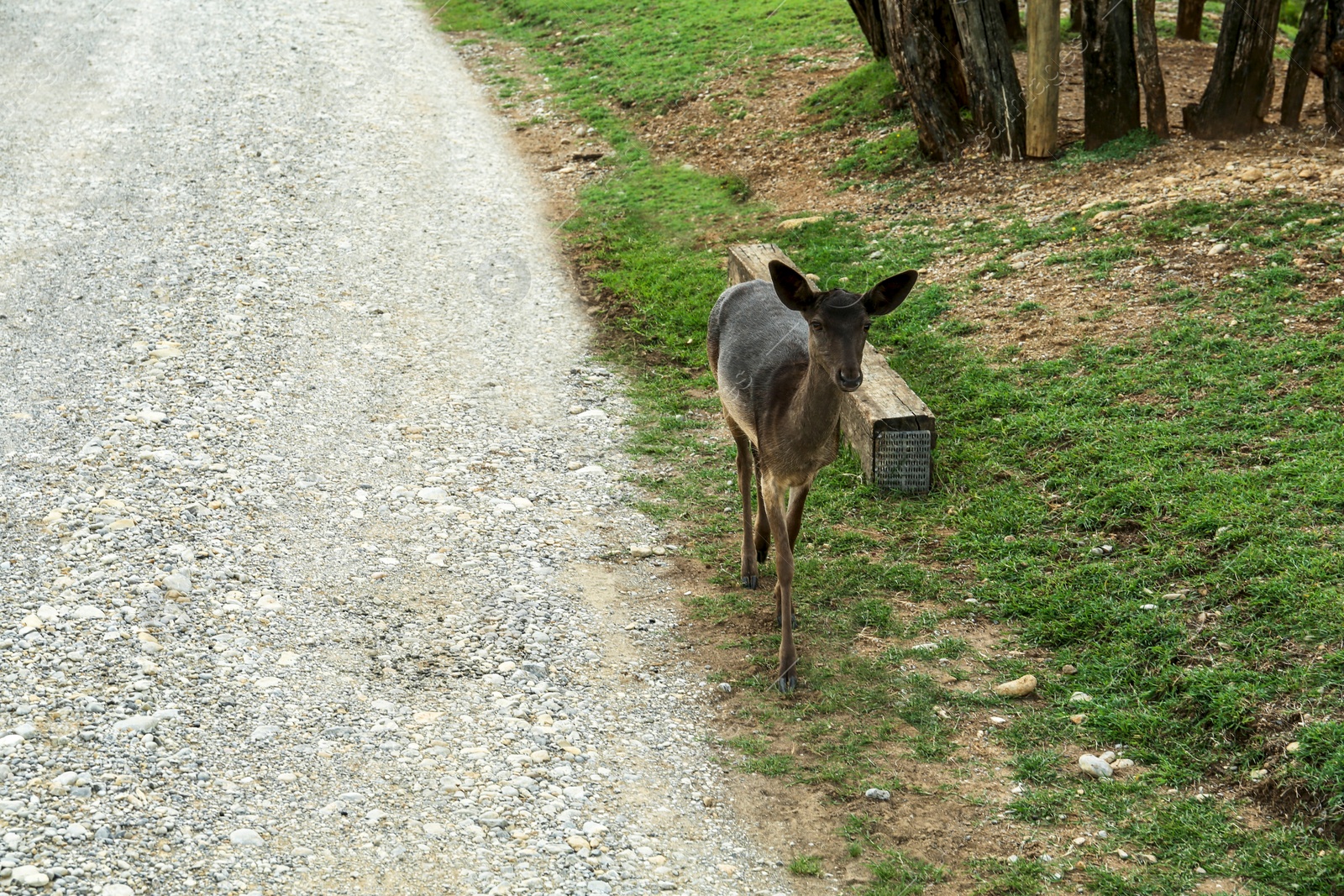 Photo of Beautiful deer in safari park on summer day