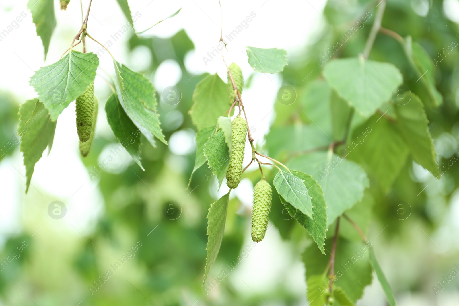 Photo of Closeup view of birch with fresh young leaves and green catkins outdoors on spring day