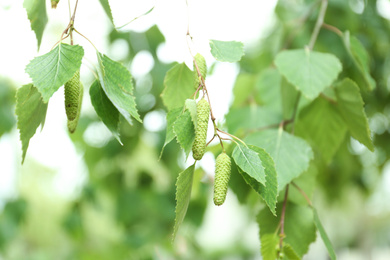 Photo of Closeup view of birch with fresh young leaves and green catkins outdoors on spring day