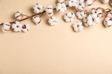 Fluffy cotton flowers on beige background, top view. Space for text