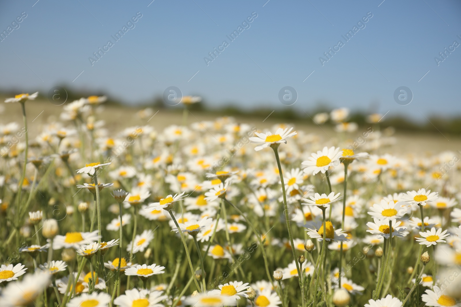 Photo of Closeup view of beautiful chamomile field on sunny day