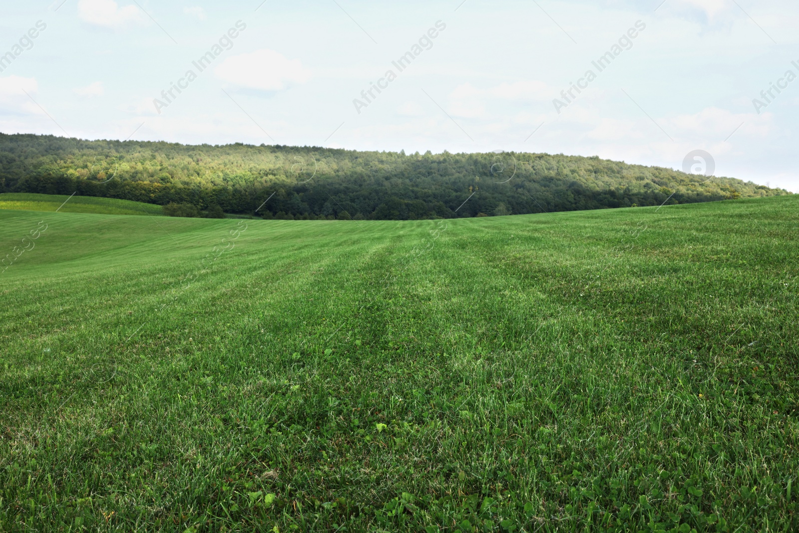 Photo of Beautiful meadow with bright green grass outdoors