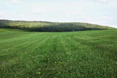 Beautiful meadow with bright green grass outdoors