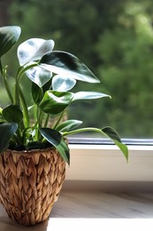 Beautiful houseplant with green leaves in pot on white window sill indoors, closeup