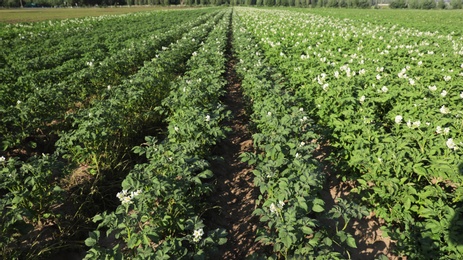 Beautiful field with blooming potato bushes on sunny day