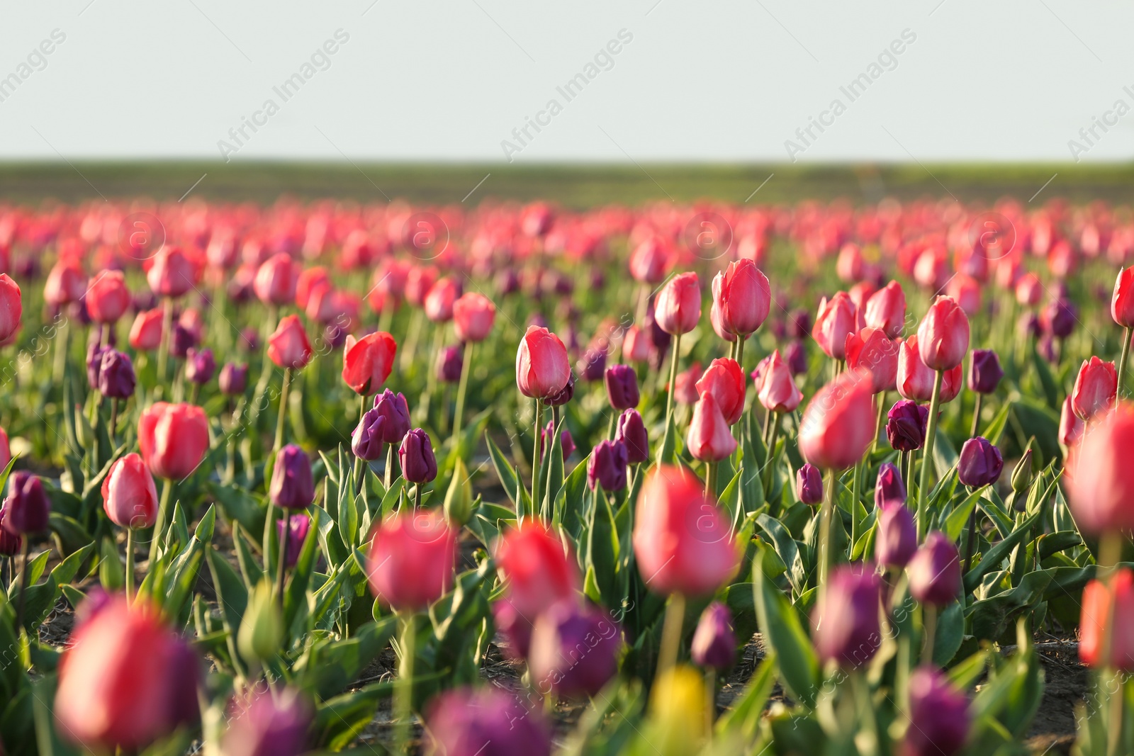 Photo of Field with fresh beautiful tulips. Blooming flowers