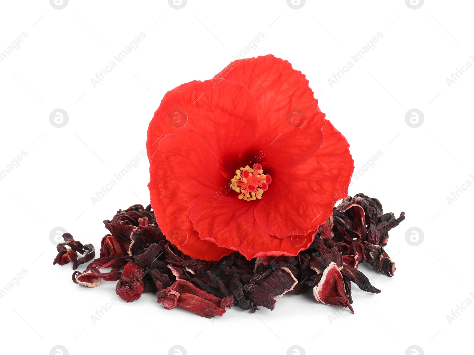 Photo of Pile of dry hibiscus tea and beautiful flower isolated on white