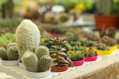 Photo of Beautiful cacti and succulent plants on table, closeup. Space for text