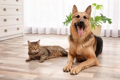 Adorable cat and dog resting together at home. Animal friendship