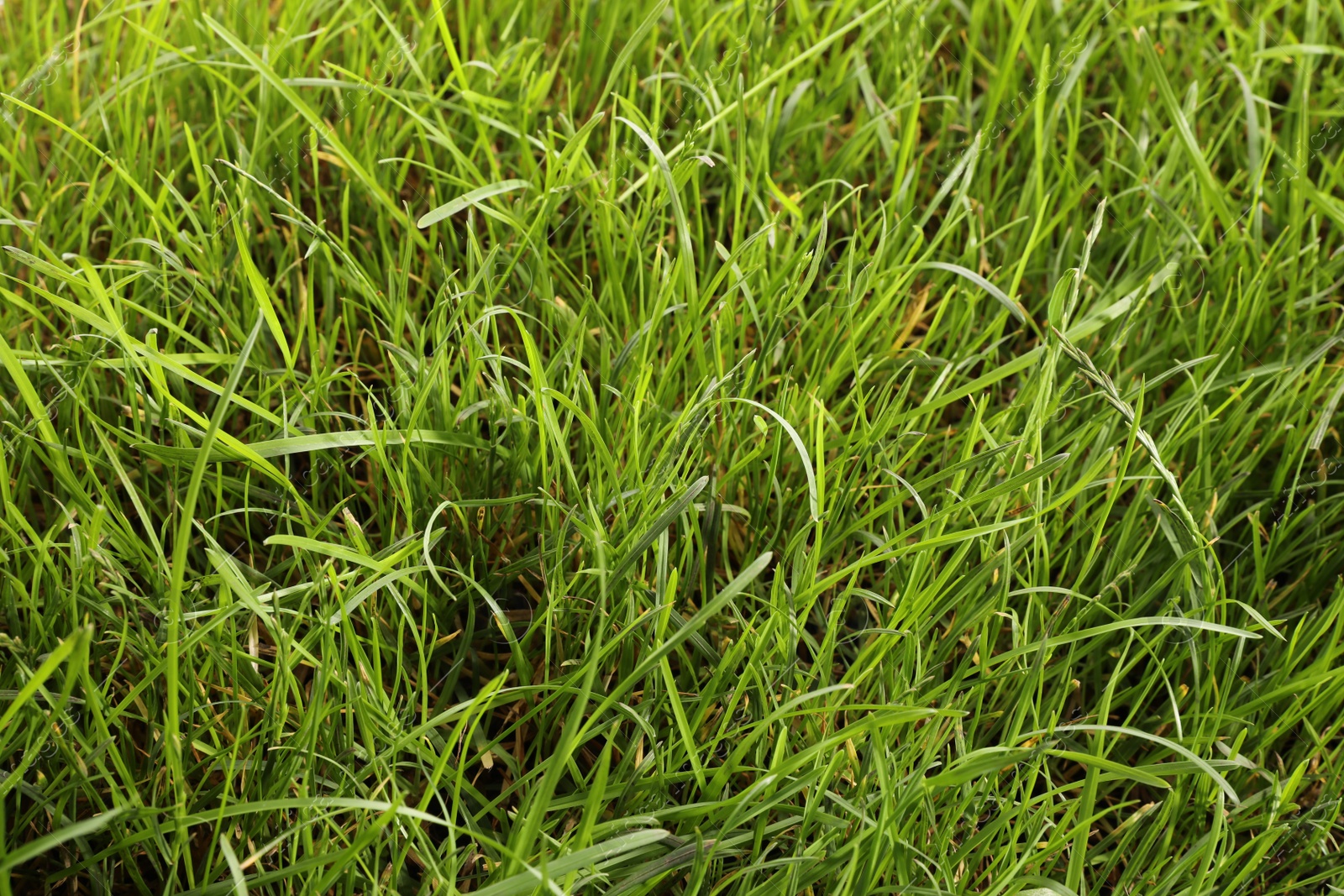 Photo of Beautiful lush green grass as background, closeup