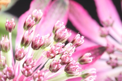 Macro photo of beautiful pink flowers on blurred background