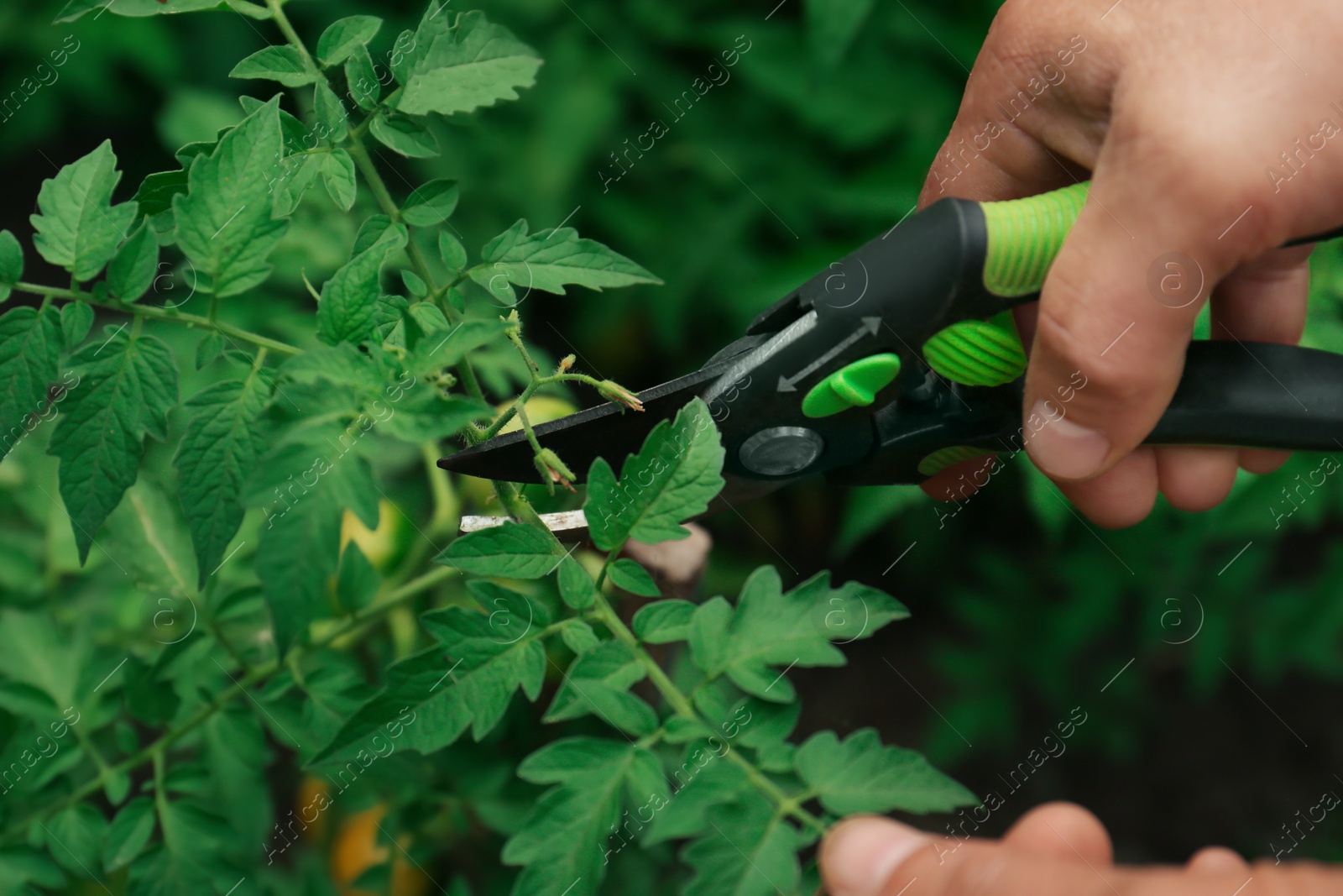Photo of Man pruning tomato bush with secateurs in garden, closeup