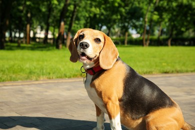 Photo of Cute Beagle on walkway in park. Dog walking