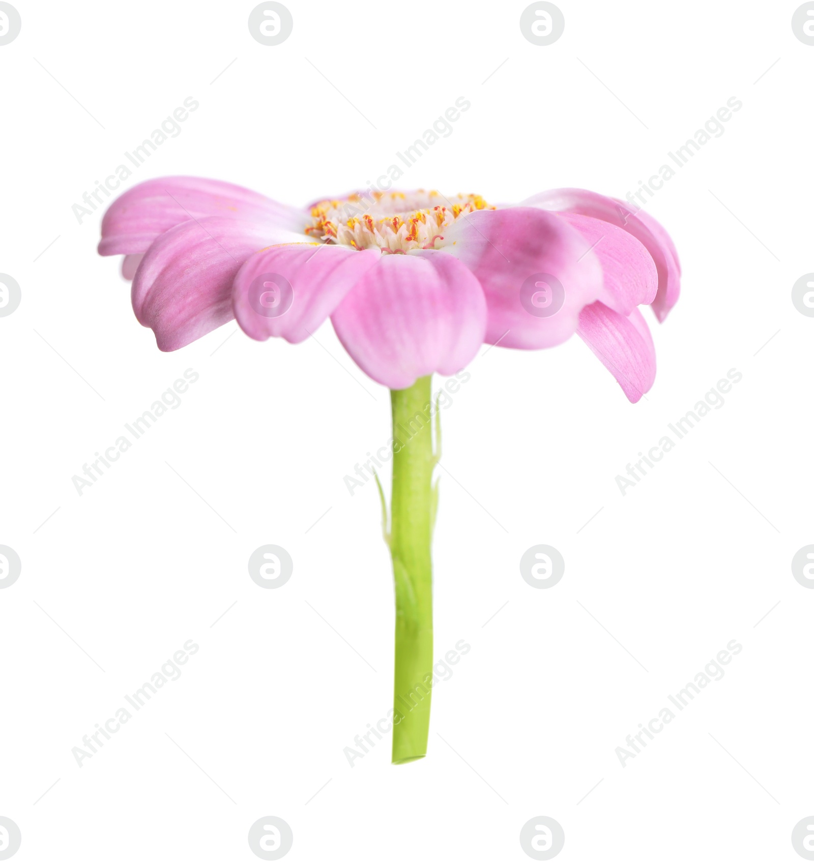 Photo of Beautiful pink daisy flower isolated on white