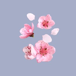 Image of Beautiful pink sakura tree flowers flying on light blue background