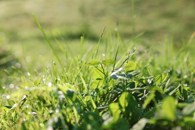 Photo of Dewy green grass on wild meadow, closeup view