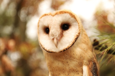 Photo of Beautiful common barn owl outdoors. Bird of prey