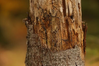 Texture of damaged bark on tree trunk outdoors, closeup