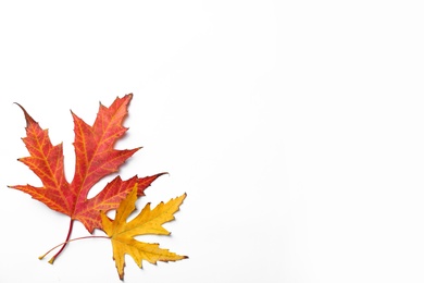 Photo of Dry leaves of Japanese maple tree on white background, top view. Autumn season