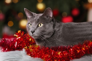 Cute cat with colorful tinsel near Christmas tree indoors