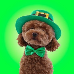 Image of St. Patrick's day celebration. Cute Maltipoo dog with leprechaun hat and bow tie on green background