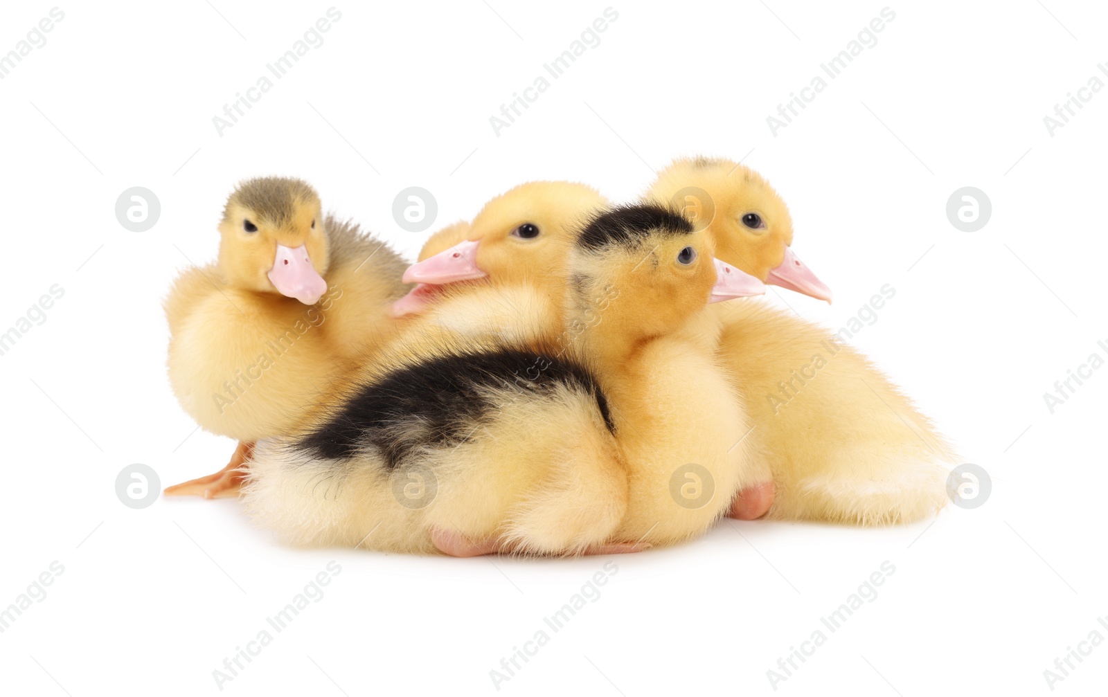 Photo of Baby animals. Cute fluffy ducklings on white background