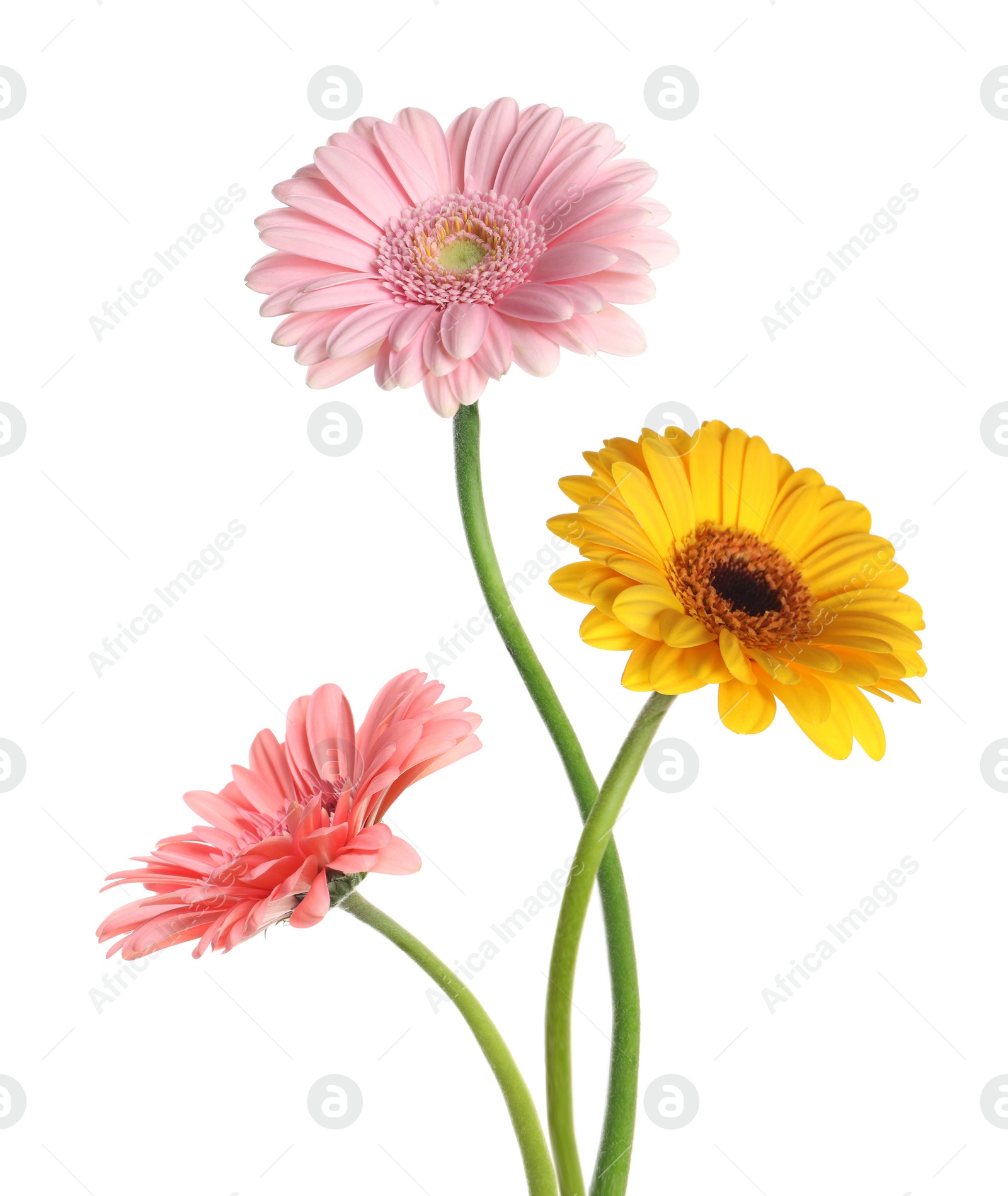 Image of Beautiful colorful gerbera flowers isolated on white