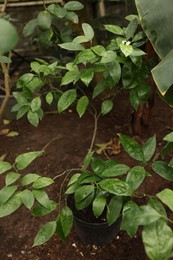 Photo of Beautiful potted tangerine tree with lush leaves in greenhouse