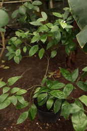 Beautiful potted tangerine tree with lush leaves in greenhouse