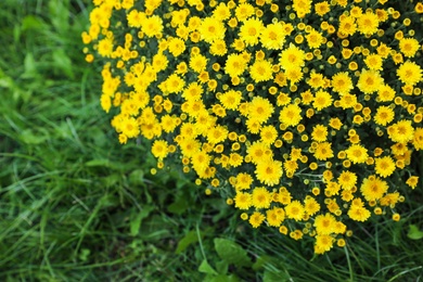 Beautiful blooming Chrysanthemum bush outdoors. Autumn flowers