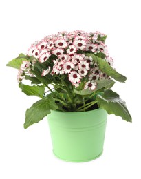 Photo of Beautiful cineraria plant in flower pot isolated on white