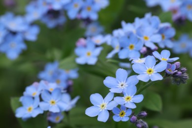 Beautiful forget-me-not flowers growing outdoors, closeup. Spring season