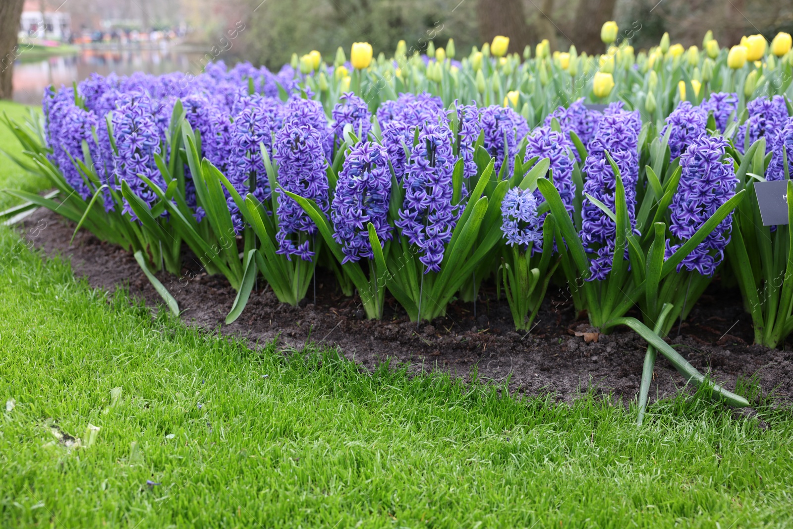 Photo of Beautiful hyacinth and tulip flowers growing in park