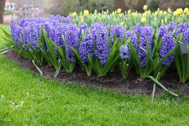 Photo of Beautiful hyacinth and tulip flowers growing in park