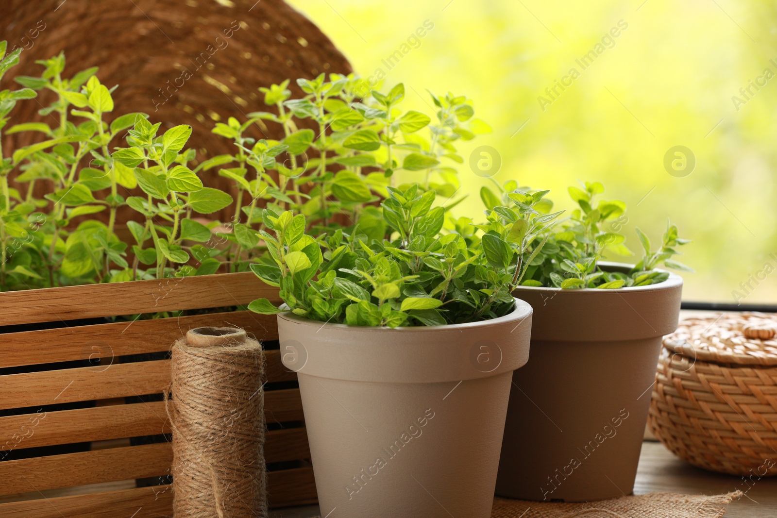 Photo of Aromatic potted oregano on wooden windowsill indoors