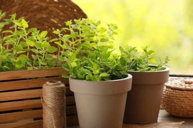 Photo of Aromatic potted oregano on wooden windowsill indoors