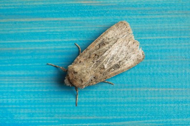 Photo of Paradrina clavipalpis moth on light blue wooden background