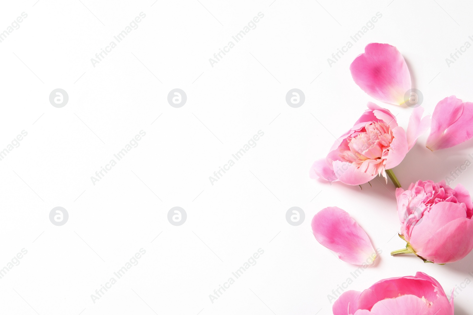 Photo of Beautiful peony flowers on white background, top view