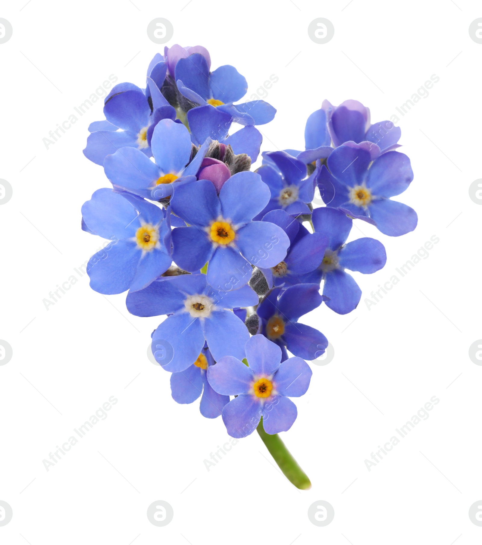 Image of Delicate blue forget me not flowers on white background