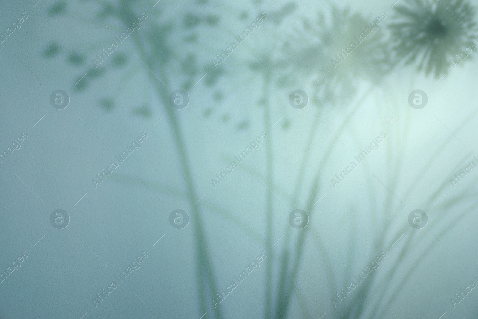 Photo of Shadow of beautiful plant on light background